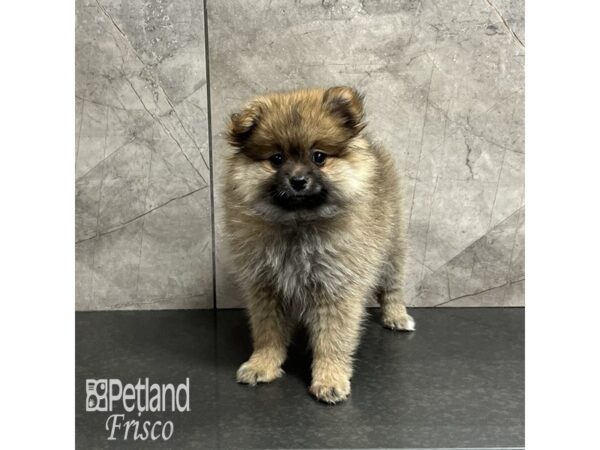 Pomeranian-Dog-Female-Sable-32004-Petland Frisco & Mckinney, Texas