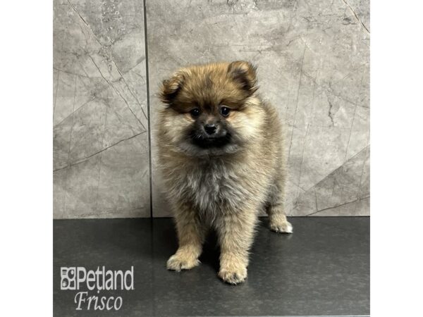 Pomeranian Dog Female Sable 32004 Petland Frisco, Texas