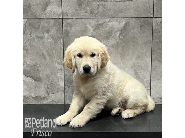 Golden Retriever Dog Male Golden 32006 Petland Frisco, Texas