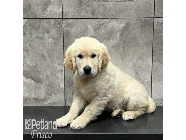[#32006] Golden Male Golden Retriever Puppies For Sale