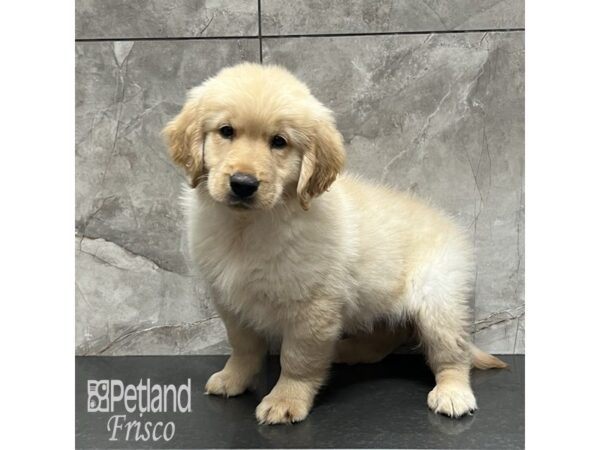 Golden Retriever Dog Male Golden 32007 Petland Frisco, Texas