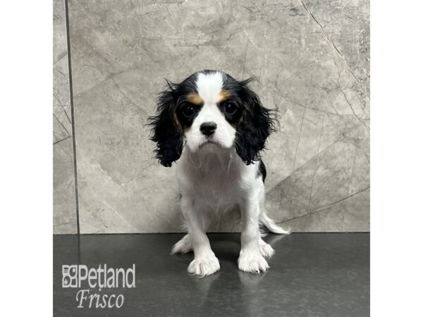 Cavalier King Charles Spaniel Dog Female Black White / Tan 32008 Petland Frisco, Texas