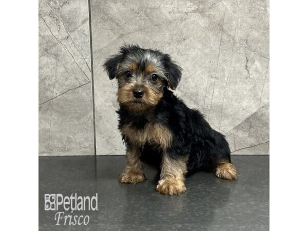 [#32013] Black / Tan Male Yorkshire Terrier Puppies For Sale
