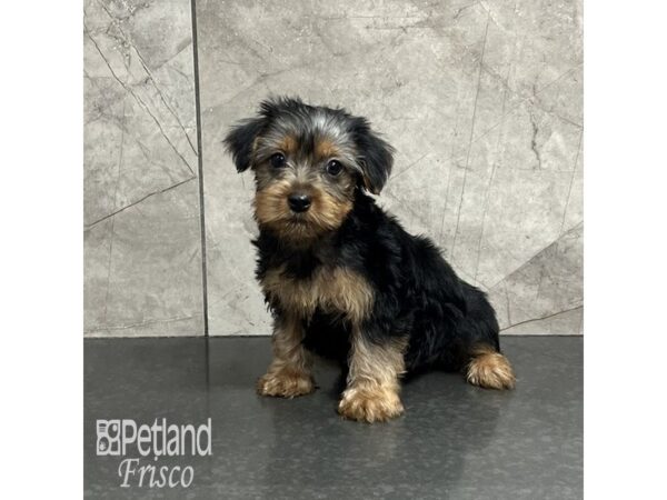 Yorkshire Terrier Dog Male Black / Tan 32013 Petland Frisco, Texas