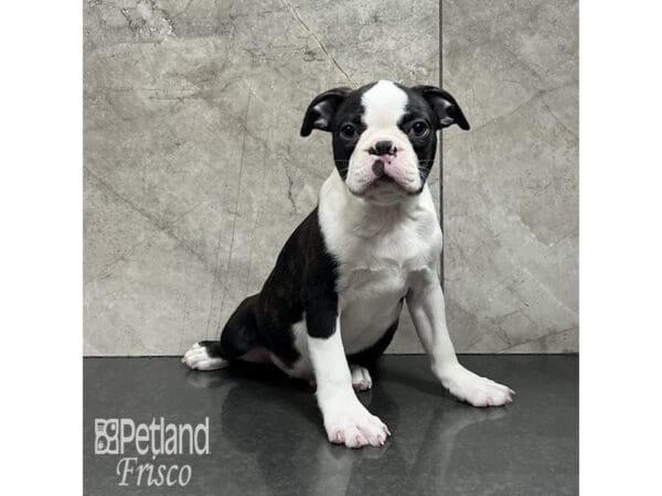 Boston Terrier-Dog-Male-Brindle / White-32016-Petland Frisco, Texas