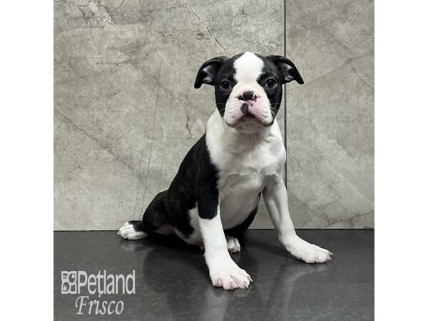 Boston Terrier Dog Male Brindle / White 32016 Petland Frisco, Texas