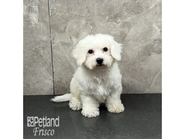 [#32023] White Male Bichon Frise Puppies For Sale