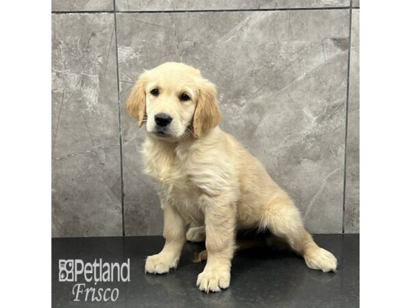 Golden Retriever Dog Female Golden 32024 Petland Frisco, Texas