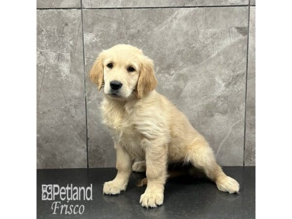 [#32024] Golden Female Golden Retriever Puppies For Sale