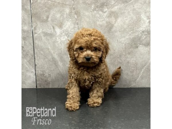 Cavapoo F1-Dog-Female-Red-32026-Petland Frisco, Texas