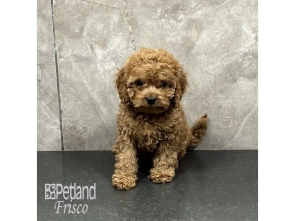 [#32026] Red Female Cavapoo F1 Puppies For Sale