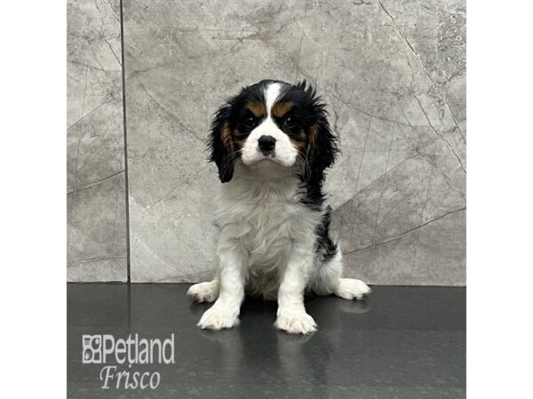Cavalier King Charles Spaniel-Dog-Female-Tri-Colored-32027-Petland Frisco & Mckinney, Texas