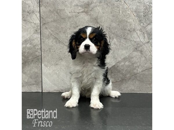 Cavalier King Charles Spaniel Dog Female Tri-Colored 32027 Petland Frisco, Texas