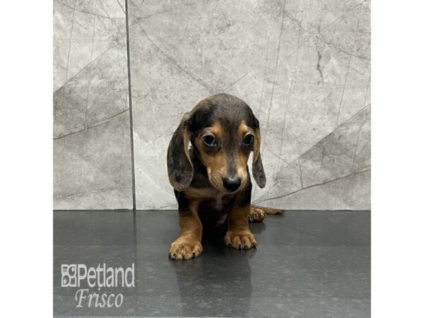Miniature Dachshund-Dog-Male-Silver Dapple-32028-Petland Frisco & Mckinney, Texas