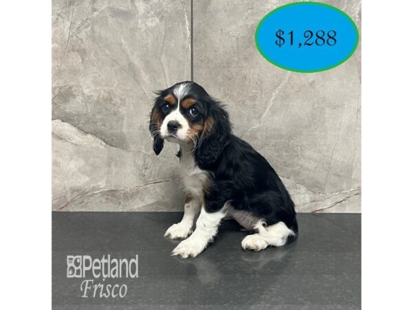 [#31882] Black White / Tan Female Cockalier Puppies For Sale