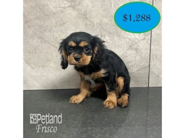 [#31881] Black / Tan Female Cavalier King Charles Spaniel Puppies For Sale