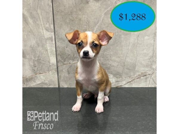 [#31878] Sable / White Male Chihuahua Puppies For Sale