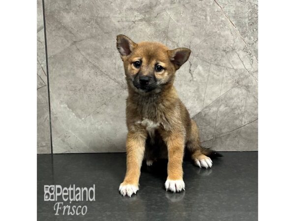Shiba Inu-Dog-Female-Red-32017-Petland Frisco & Mckinney, Texas