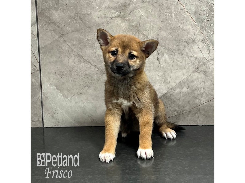 Shiba Inu Dog Female Red 32017