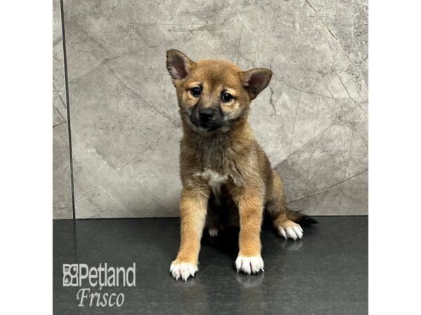 [#32017] Red Female Shiba Inu Puppies For Sale