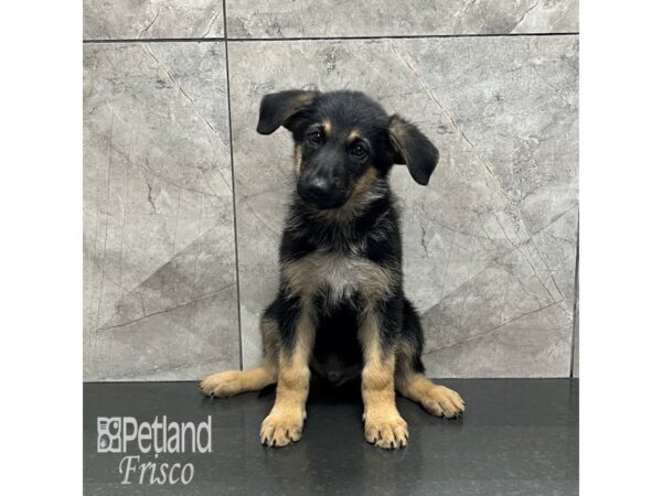 German Shepherd Dog Male Black and Tan 32029 Petland Frisco, Texas