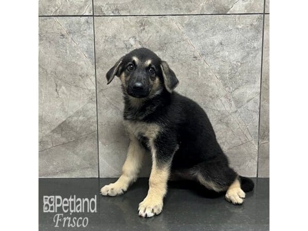 [#32030] Black and Tan Female German Shepherd Puppies For Sale