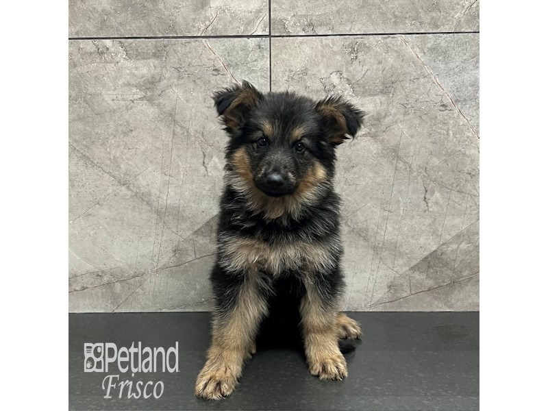 German Shepherd Dog Female Black and Tan 32031