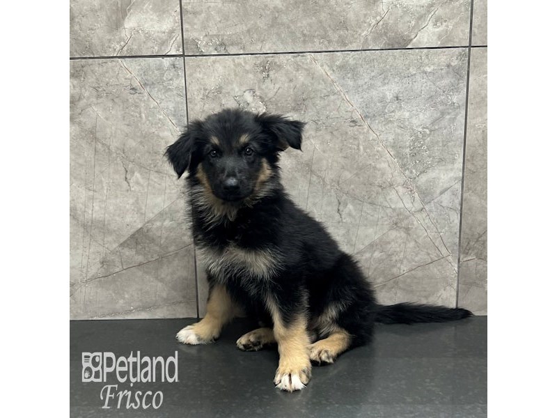 German Shepherd Dog Female Black and Tan 32032