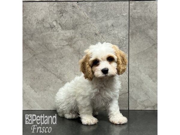 Cavachon-Dog-Male-White and Sable-32043-Petland Frisco & Mckinney, Texas