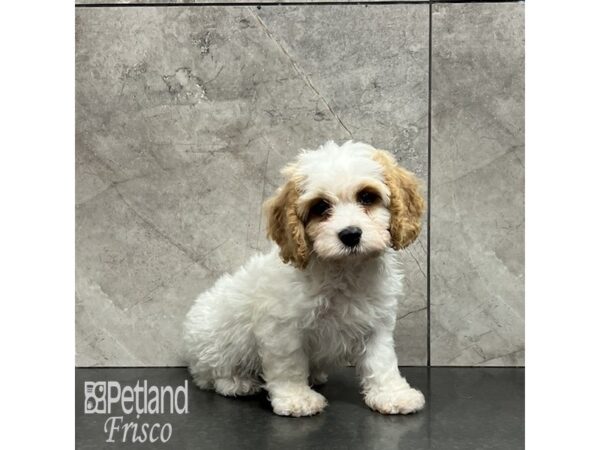 Cavachon Dog Male White and Sable 32043 Petland Frisco, Texas