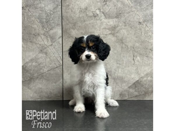 Cavachon-Dog-Female-Black and White-32041-Petland Frisco, Texas