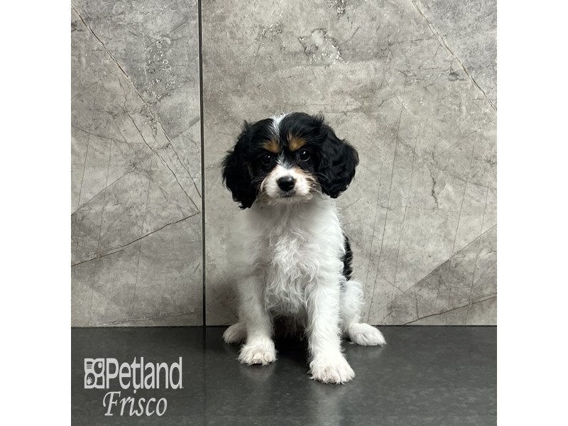 Cavachon Dog Female Black and White 32041