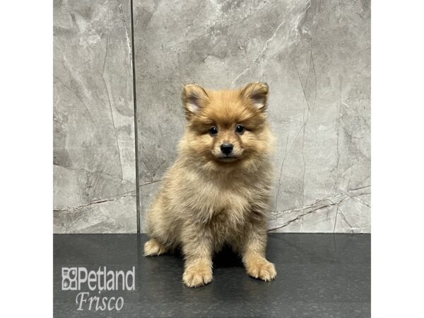 Pomeranian Dog Male Orange Sable 32033 Petland Frisco, Texas