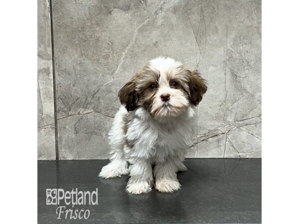 Havanese Dog Female Gold Parti 32040 Petland Frisco, Texas