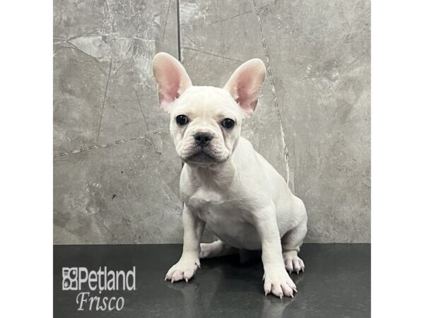 French Bulldog-Dog-Female-Cream-32045-Petland Frisco & Mckinney, Texas