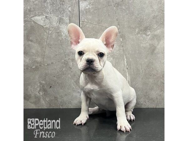 French Bulldog Dog Female Cream 32045 Petland Frisco, Texas