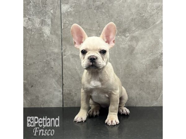 French Bulldog-Dog-Female-Cream-32044-Petland Frisco & Mckinney, Texas