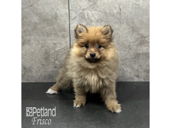 Pomeranian-Dog-Female-Orange Sable-32034-Petland Frisco & Mckinney, Texas