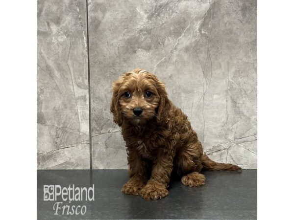 Cavapoo Dog Female Red 32037 Petland Frisco, Texas