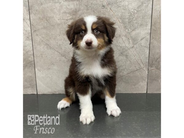 Miniature Australian Shepherd-Dog-Female-Red-32055-Petland Frisco & Mckinney, Texas