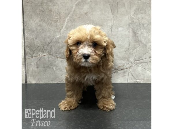 Cavapoo Dog Female apricot and white 32065 Petland Frisco, Texas