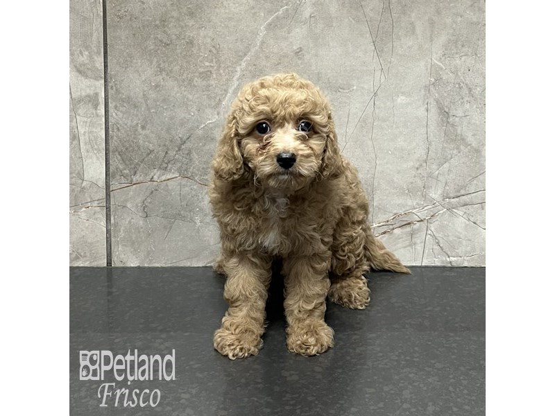 Cavapoo Dog Female Red / White 32071