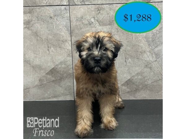 Soft Coated Wheaten Terrier Dog Male Wheaten 32021 Petland Frisco, Texas