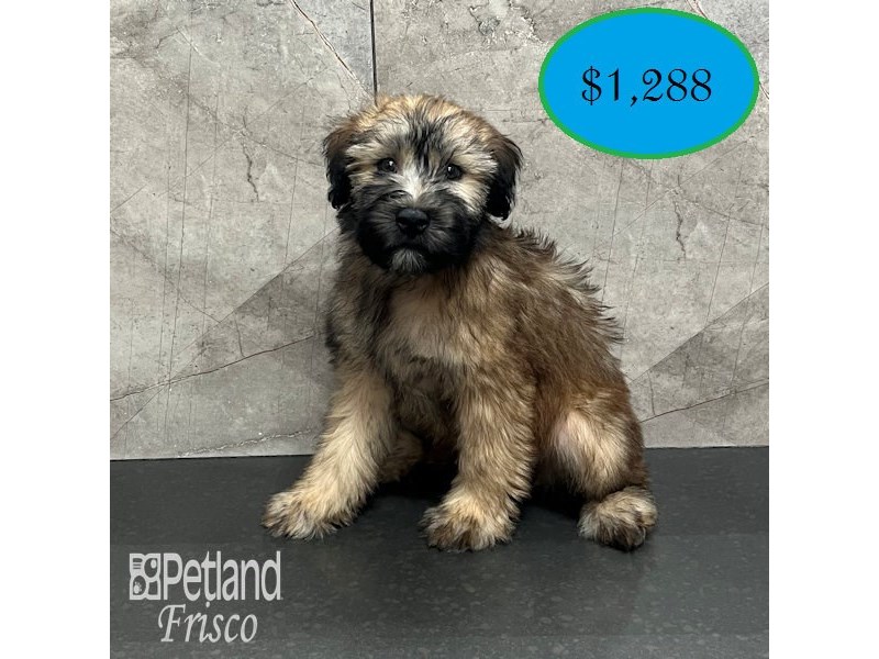 Soft Coated Wheaten Terrier Dog Female Wheaten 32022