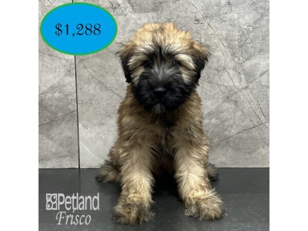 Soft Coated Wheaten Terrier-Dog-Male-Wheaten-32035-Petland Frisco & Mckinney, Texas