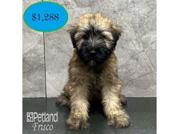 Soft Coated Wheaten Terrier-Dog-Male-Wheaten-32035-Petland Frisco, Texas