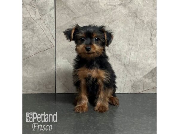 Yorkshire Terrier Dog Female Black / Tan 32079 Petland Frisco, Texas