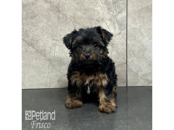 Yorkshire Terrier-Dog-Female-Black / Tan-32081-Petland Frisco, Texas