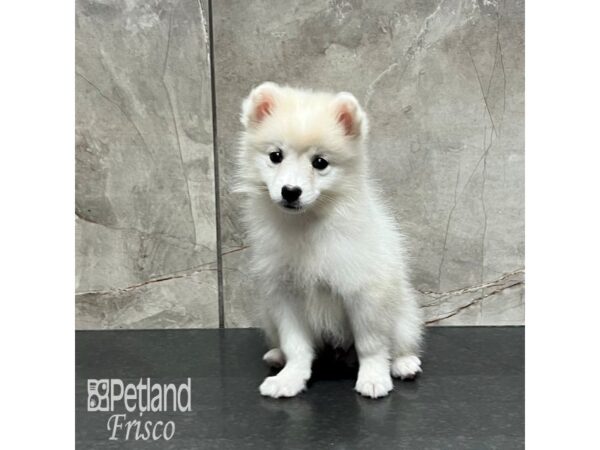 American Eskimo Dog Dog Female White 32082 Petland Frisco, Texas