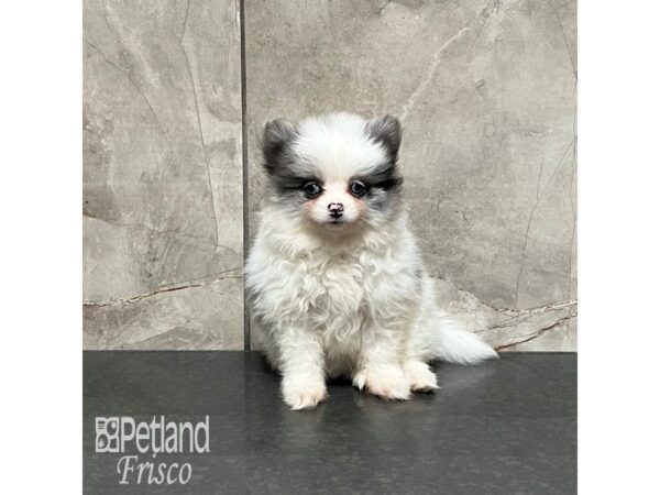 Pomeranian-Dog-Female-Blue Merle-32083-Petland Frisco & Mckinney, Texas